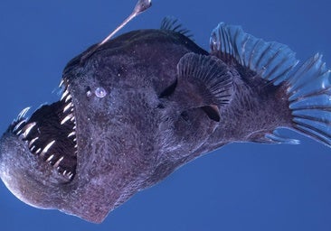 «Hay una colección de especies abisales en el mar cerca de Canarias muy feos y pequeños»