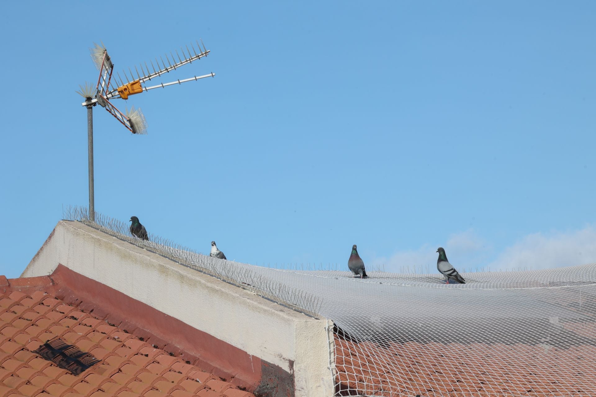 El rastro que dejan las palomas a su paso