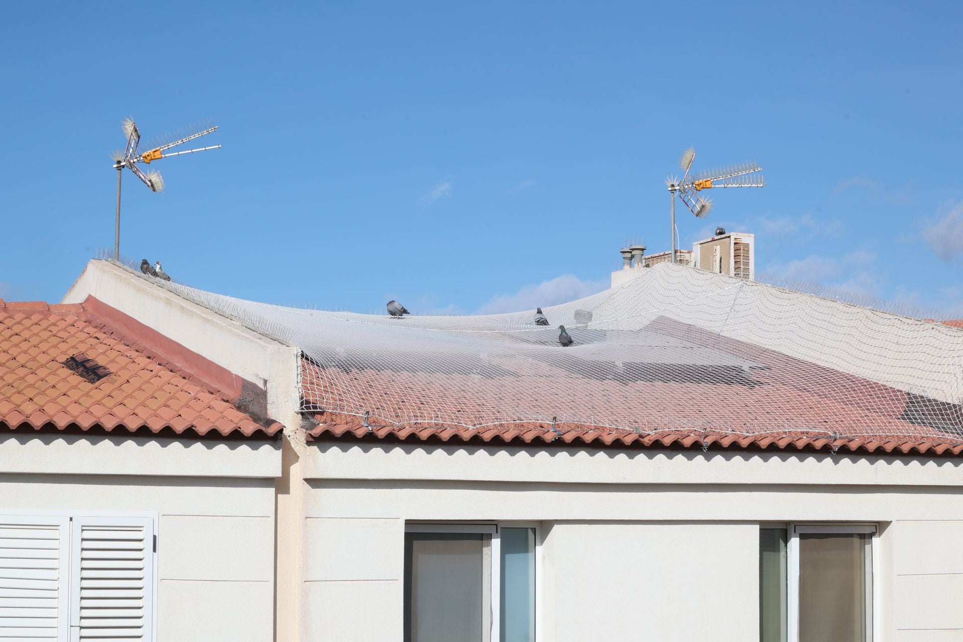 El rastro que dejan las palomas a su paso