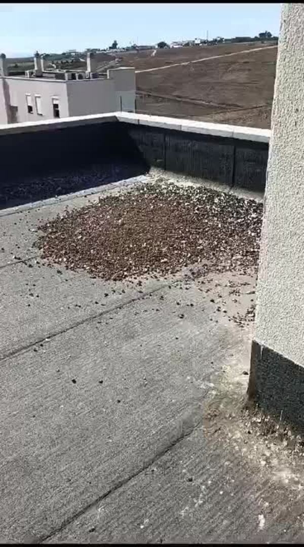 Las palomas, una plaga para los vecinos de El Tablero