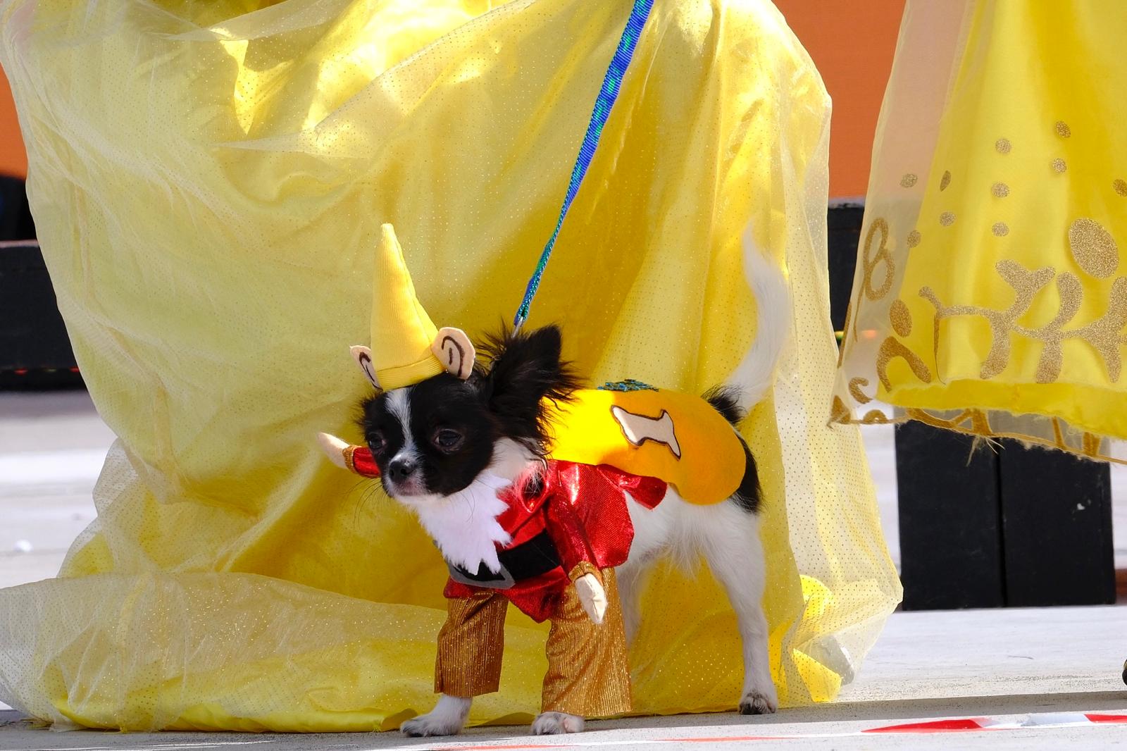 El carnaval canino de la capital grancanaria, en imágenes