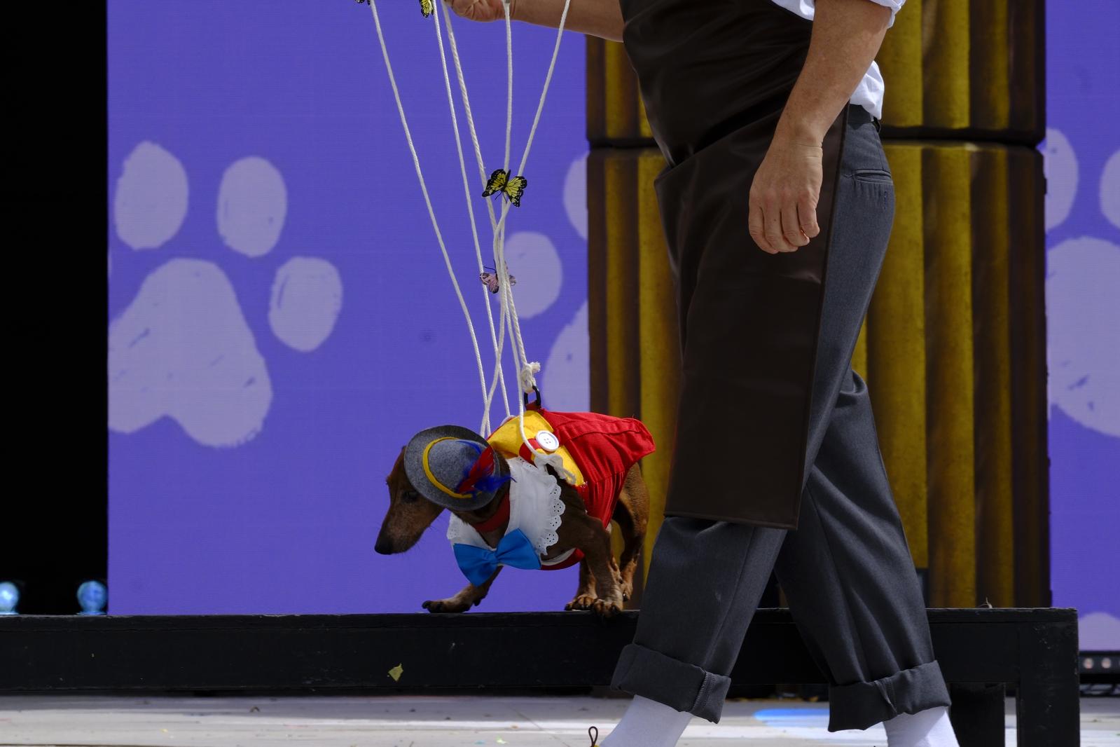 El carnaval canino de la capital grancanaria, en imágenes