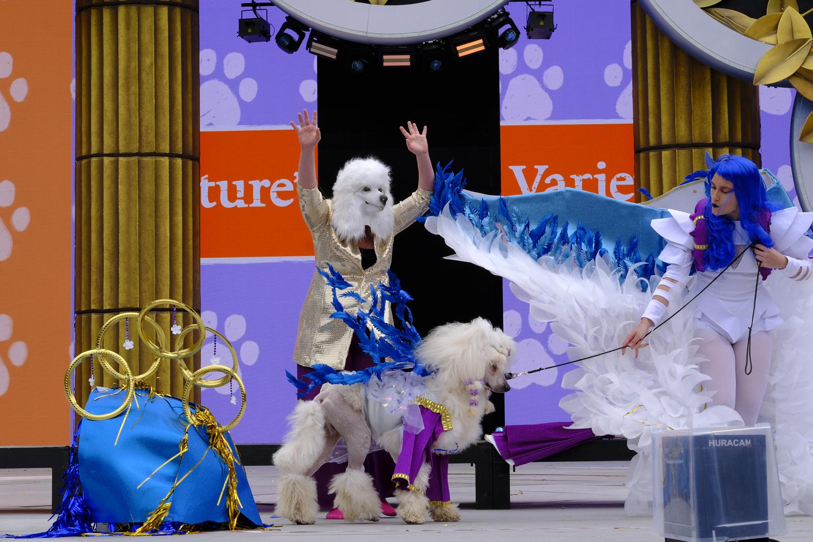 El carnaval canino de la capital grancanaria, en imágenes