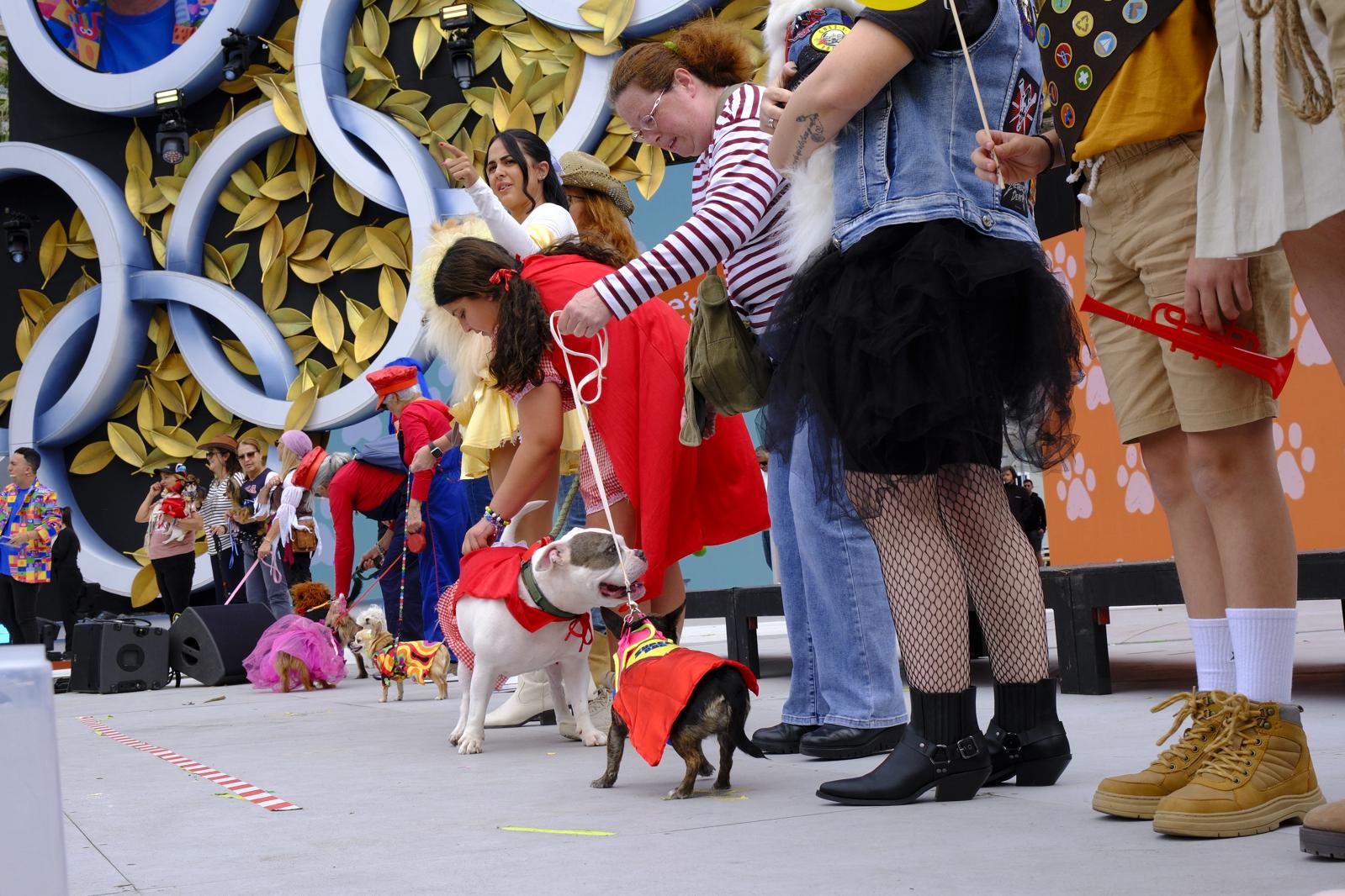 El carnaval canino de la capital grancanaria, en imágenes