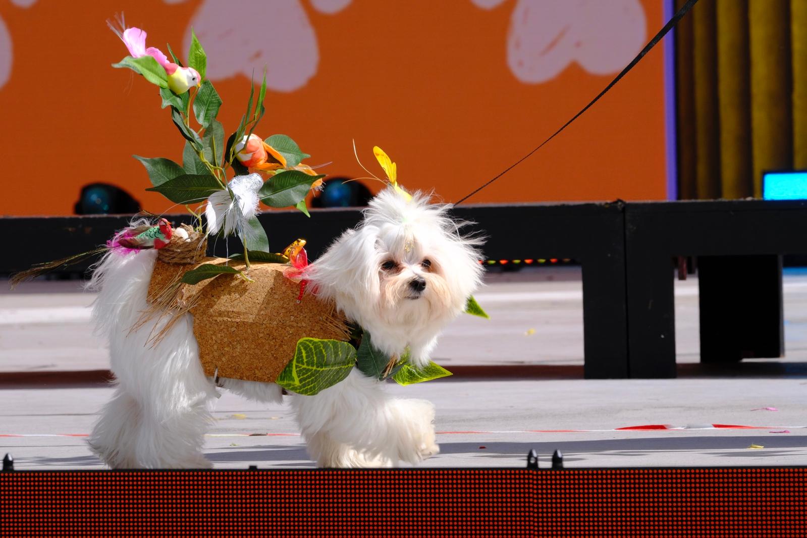 El carnaval canino de la capital grancanaria, en imágenes