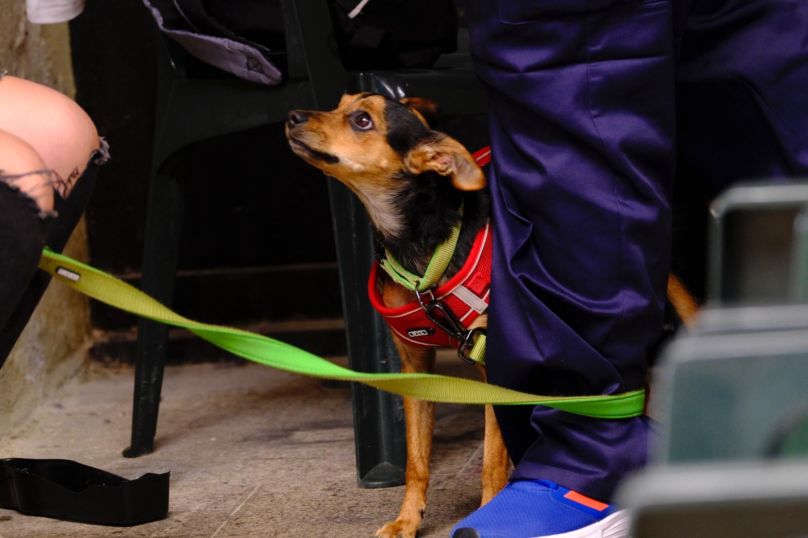 El carnaval canino de la capital grancanaria, en imágenes