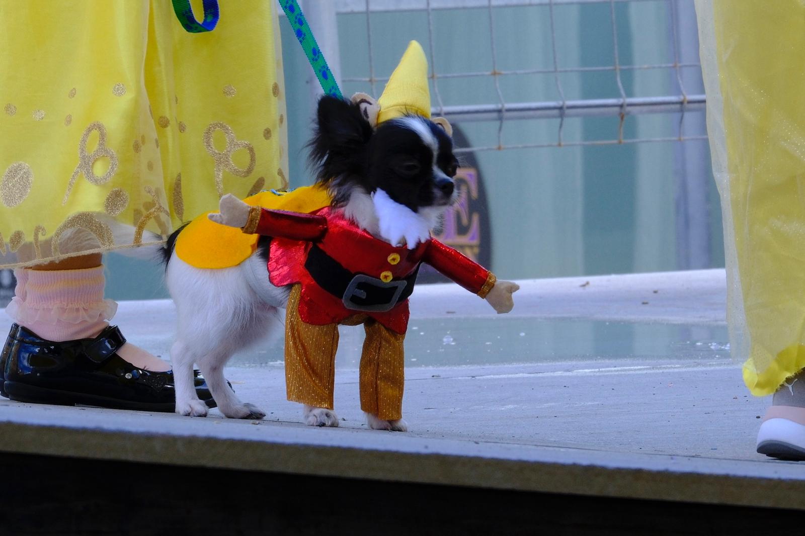 El carnaval canino de la capital grancanaria, en imágenes