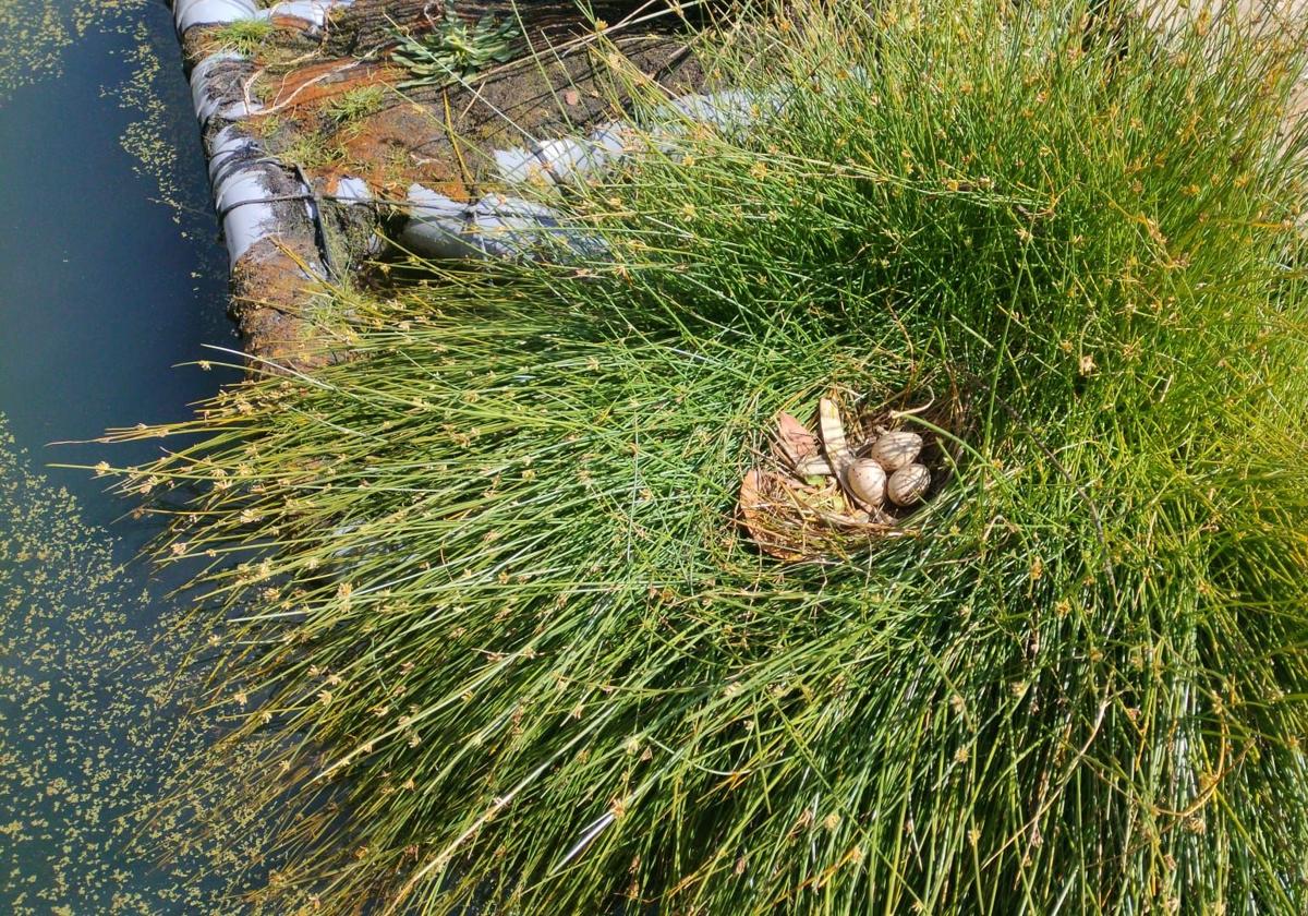 Primer nido, de focha o gallineta común, detectado en una de las microislas de Gran Canaria.