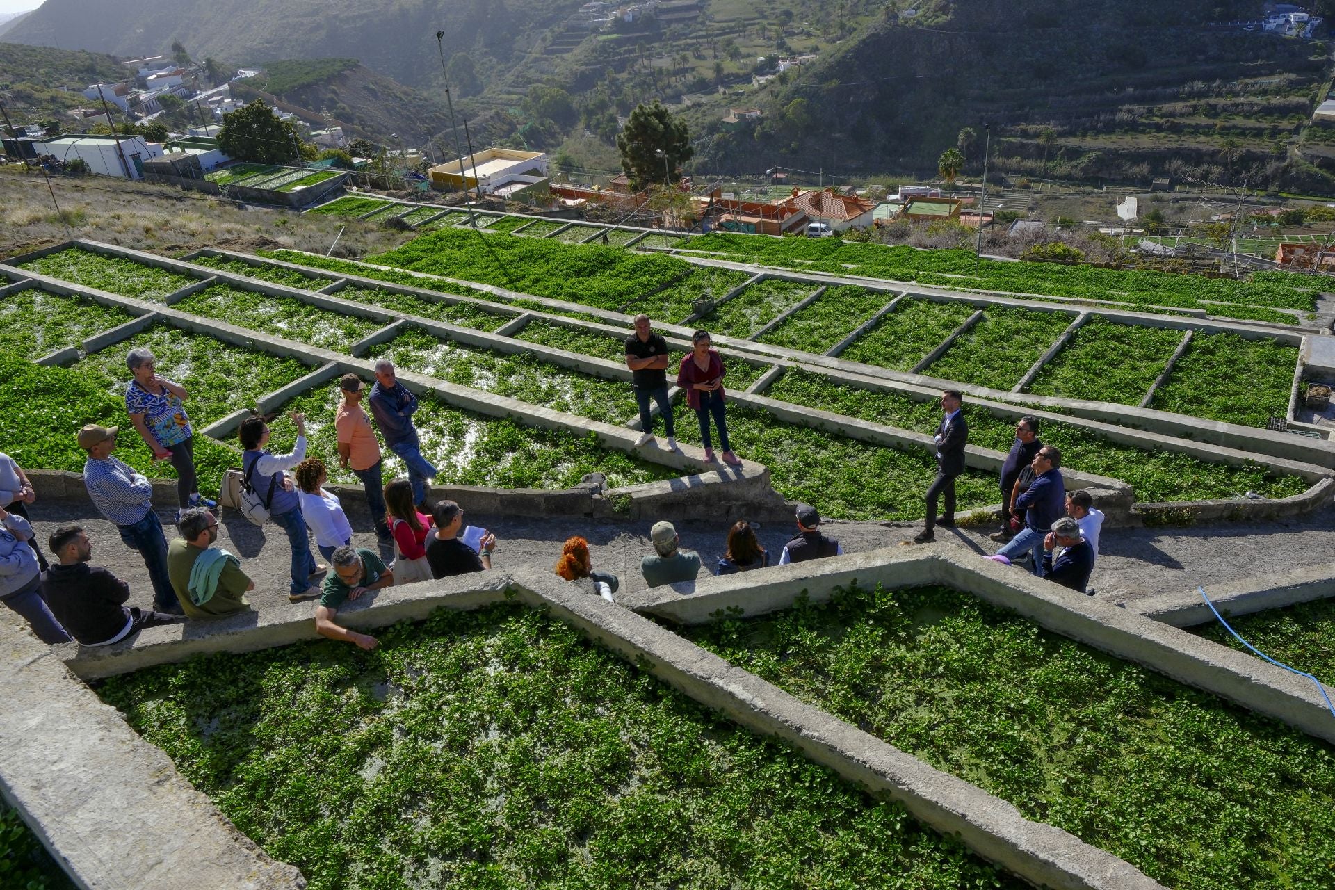 La berrera de Francisco Verde y Roxana Orellana es la de mayor producción de Gran Canaria.