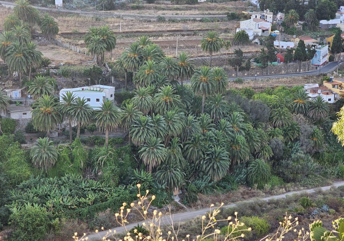 Imagen principal - Vista del palmeral, miembros de la Unidad Fénix y restos vegetales triturados.