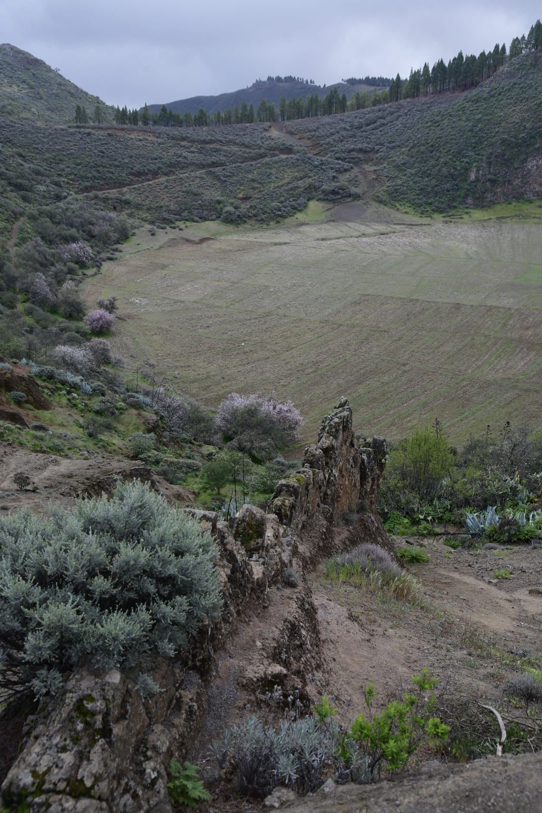 La cumbre de Gran Canaria presenta una fría postal verde