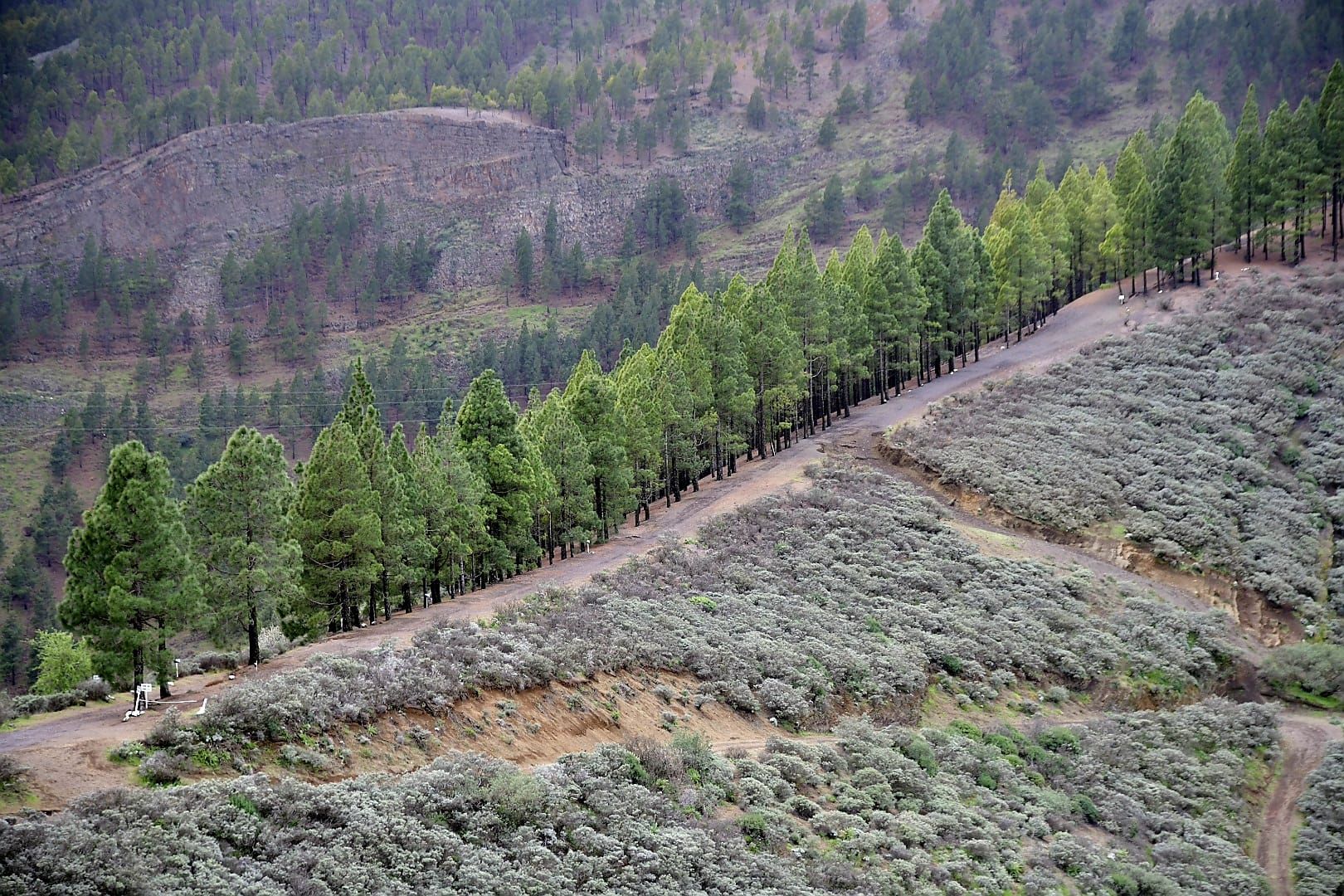 La cumbre de Gran Canaria presenta una fría postal verde
