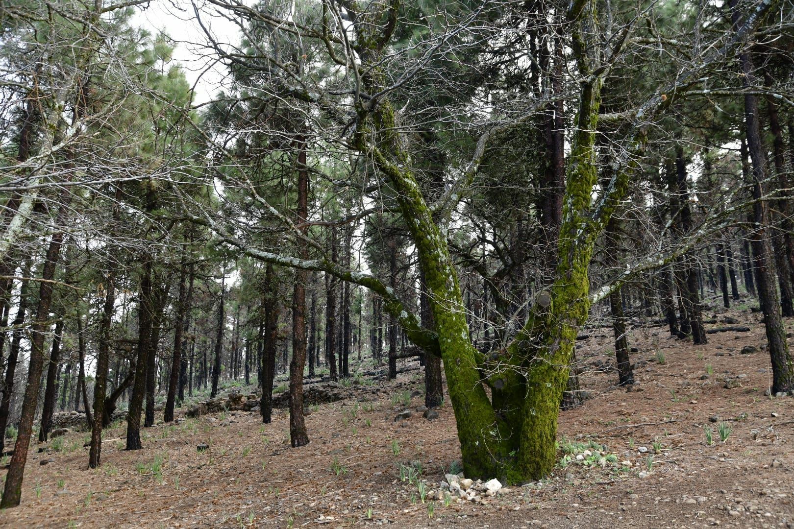 La cumbre de Gran Canaria presenta una fría postal verde
