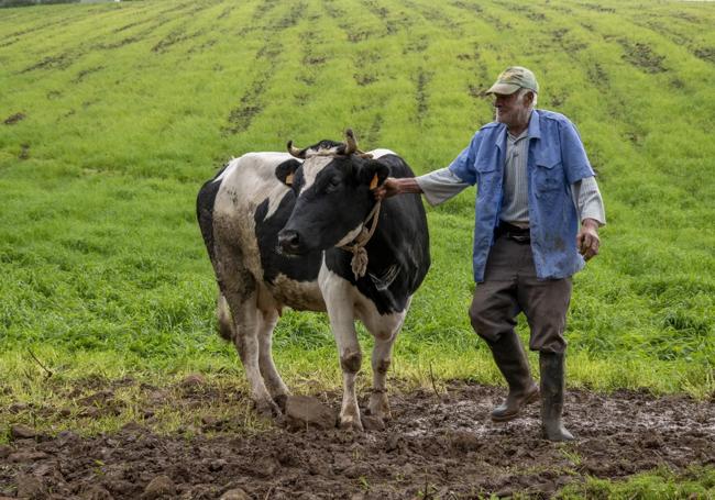 Antonio, poco después de mudar a las vacas de su patrón, en el Cortijo de Las Hoyas, en los altos de Moya.