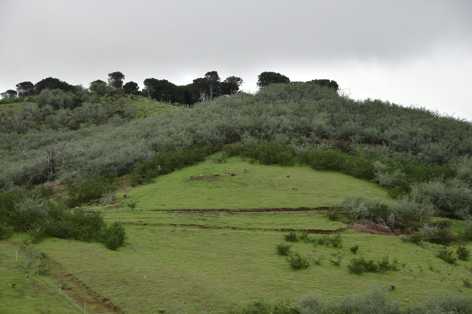 El campo agradece la lluvia, pero le sabe a poco
