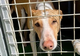 El albergue de animales de La Oliva cuelga el cartel de jaulas llenas