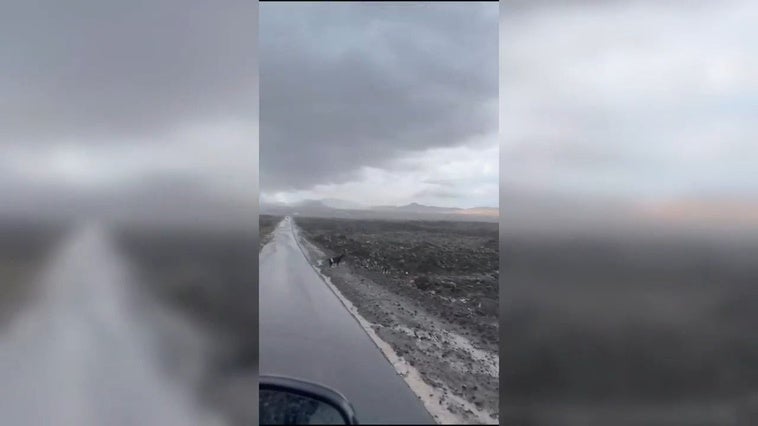 Imagen de las cabras intentando aguarecerse de la lluvia.