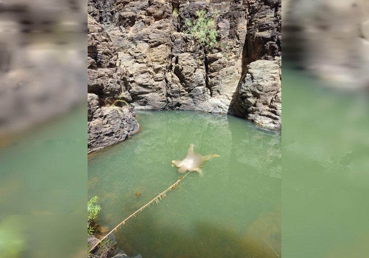 Imagen del cuerpo en la charca donde fue encontrado por dos montañeros.