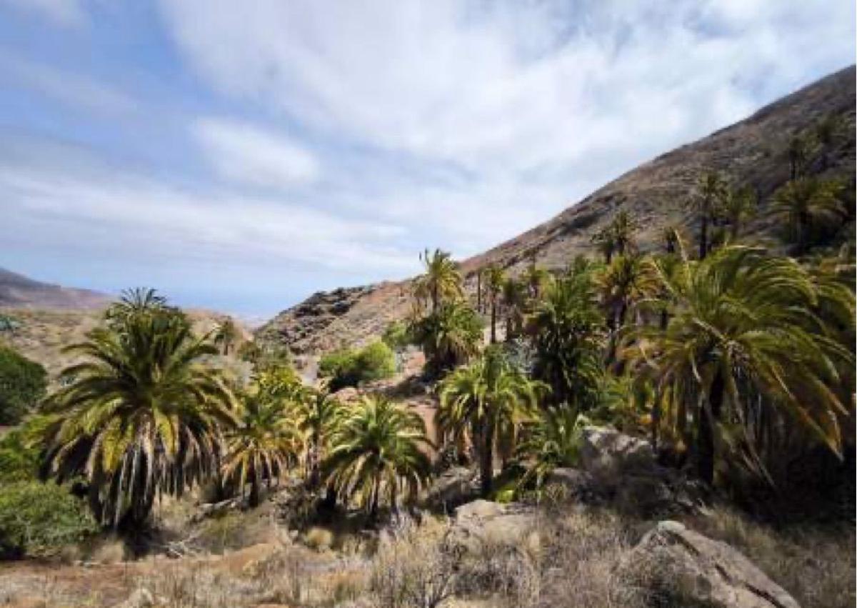 Imagen secundaria 1 - Laureles de Indias de la Bajada de Las Guayarminas, palmeral de Campito y Pino de Gáldar. 