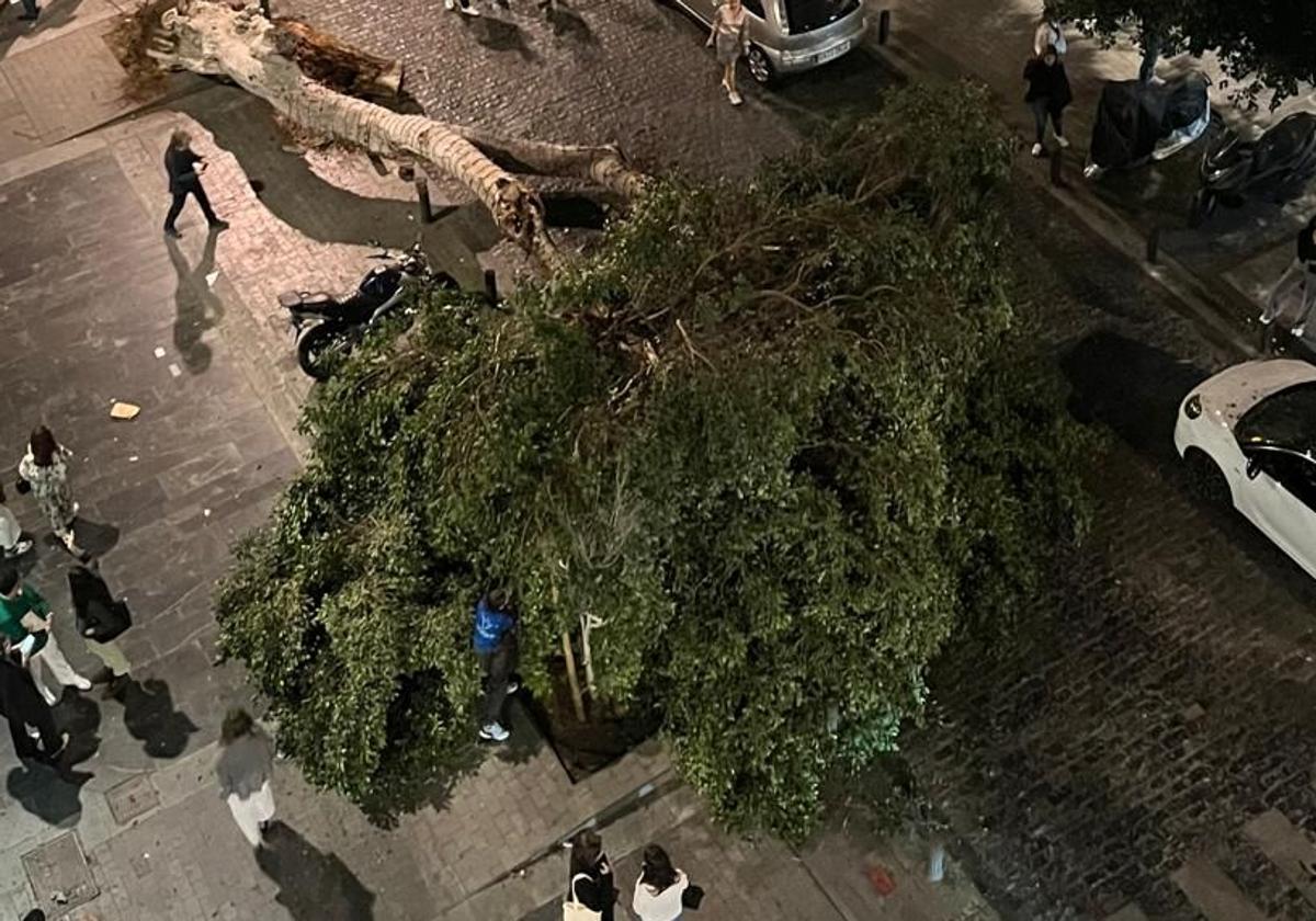 Un árbol se desploma en pleno centro de Las Palmas de Gran Canaria