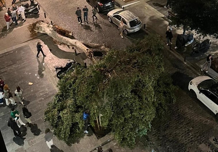 Imagen del árbol caído en la calle San Bernardo.