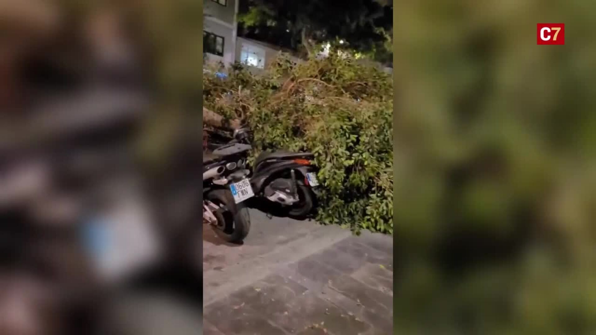 Cae un árbol en la calle San Bernardo