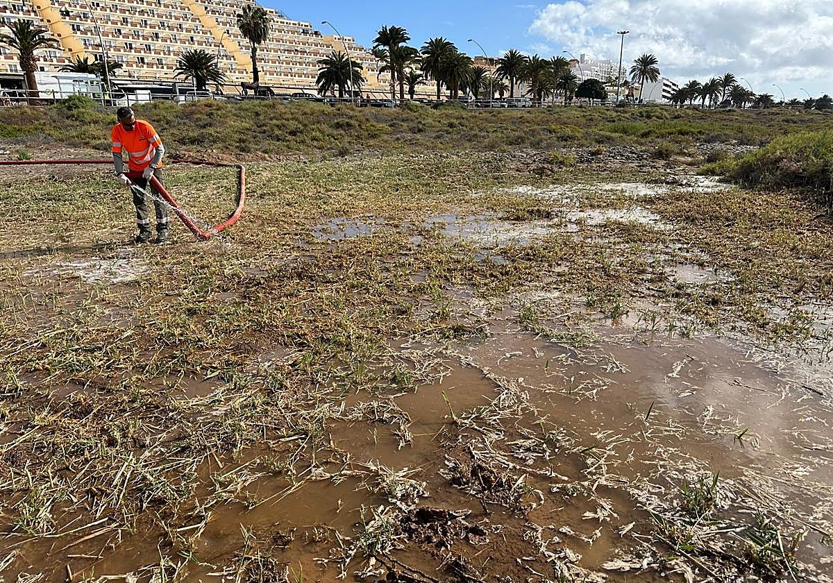 Against the Invasion of Cane Plants in El Saladar de Jandía: Flooding with Water