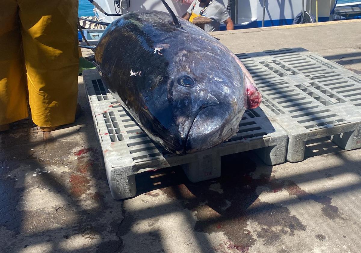 Imágenes del inicio de temporada del atún rojo en Gran Canaria