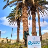 Un trabajador de Gesplan instala las trampas en las palmeras centenarias de la Madre del Agua, muchas ya descabezadas.