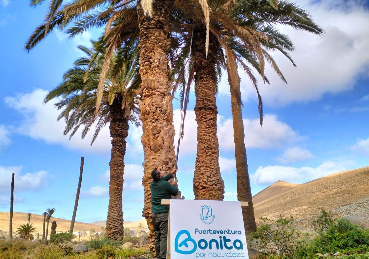 Un trabajador de Gesplan instala las trampas en las palmeras centenarias de la Madre del Agua, muchas ya descabezadas.