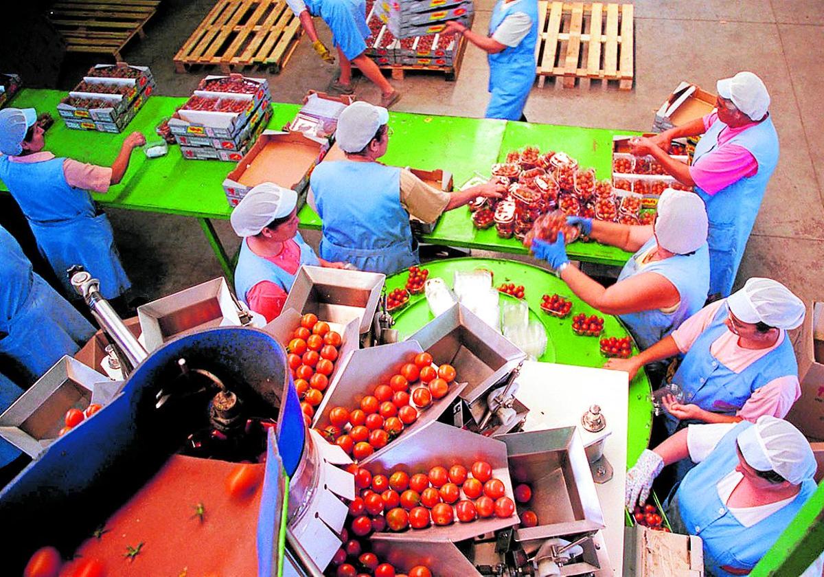 Labores de empaquetado de tomates en La Aldea, en una imangen de 1999.