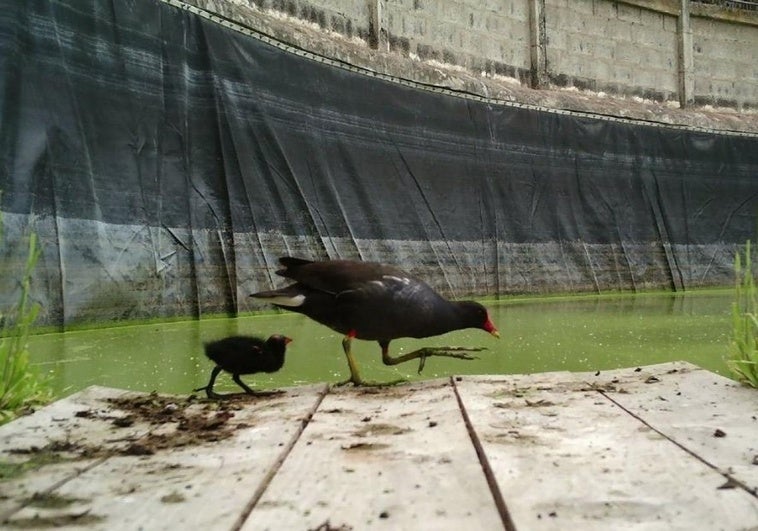 Madre y una de las crías de gallineta común en la microisla de la finca de Osorio.