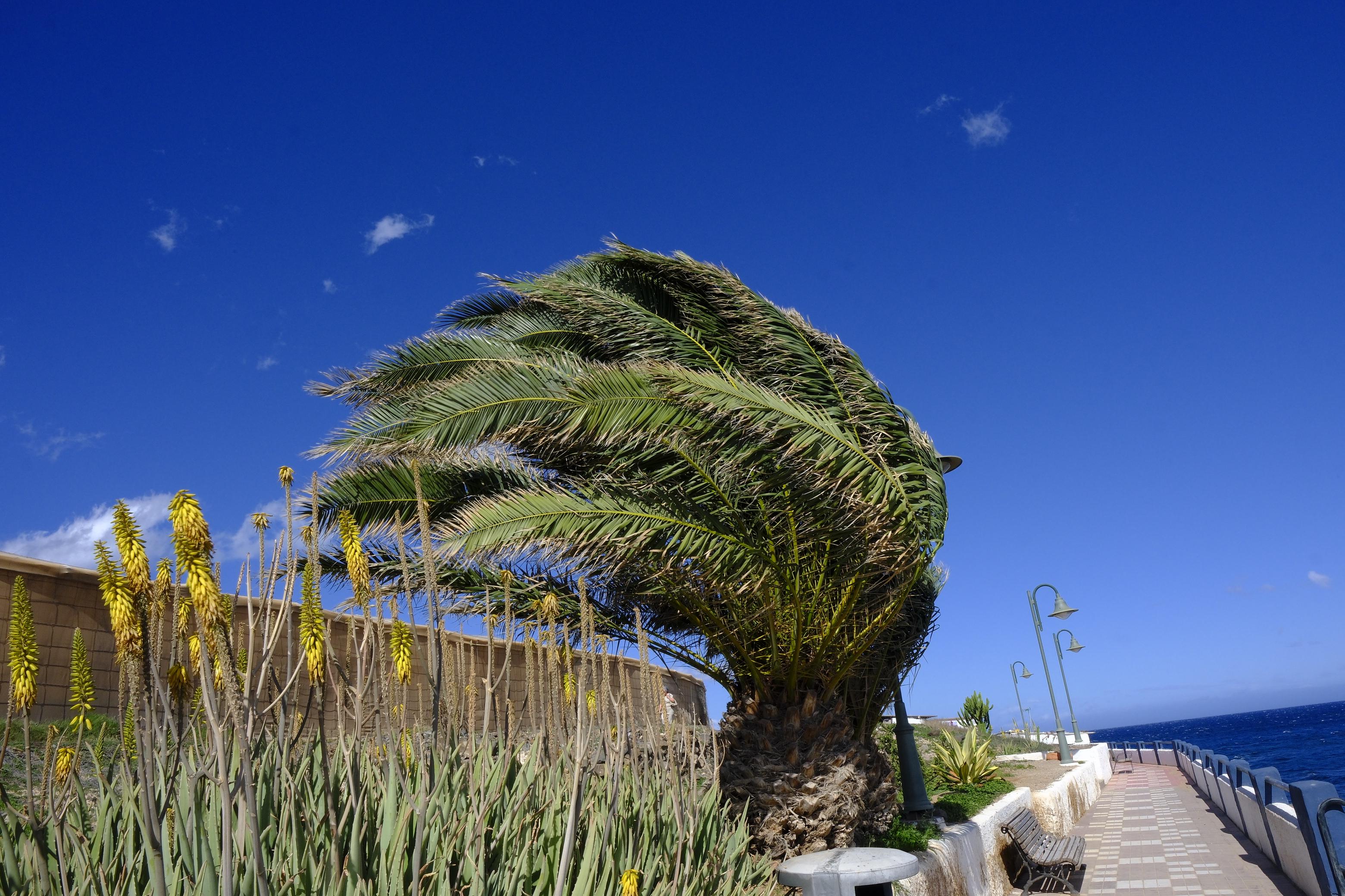 Las rachas de viento causan estragos en el norte de Gran Canaria