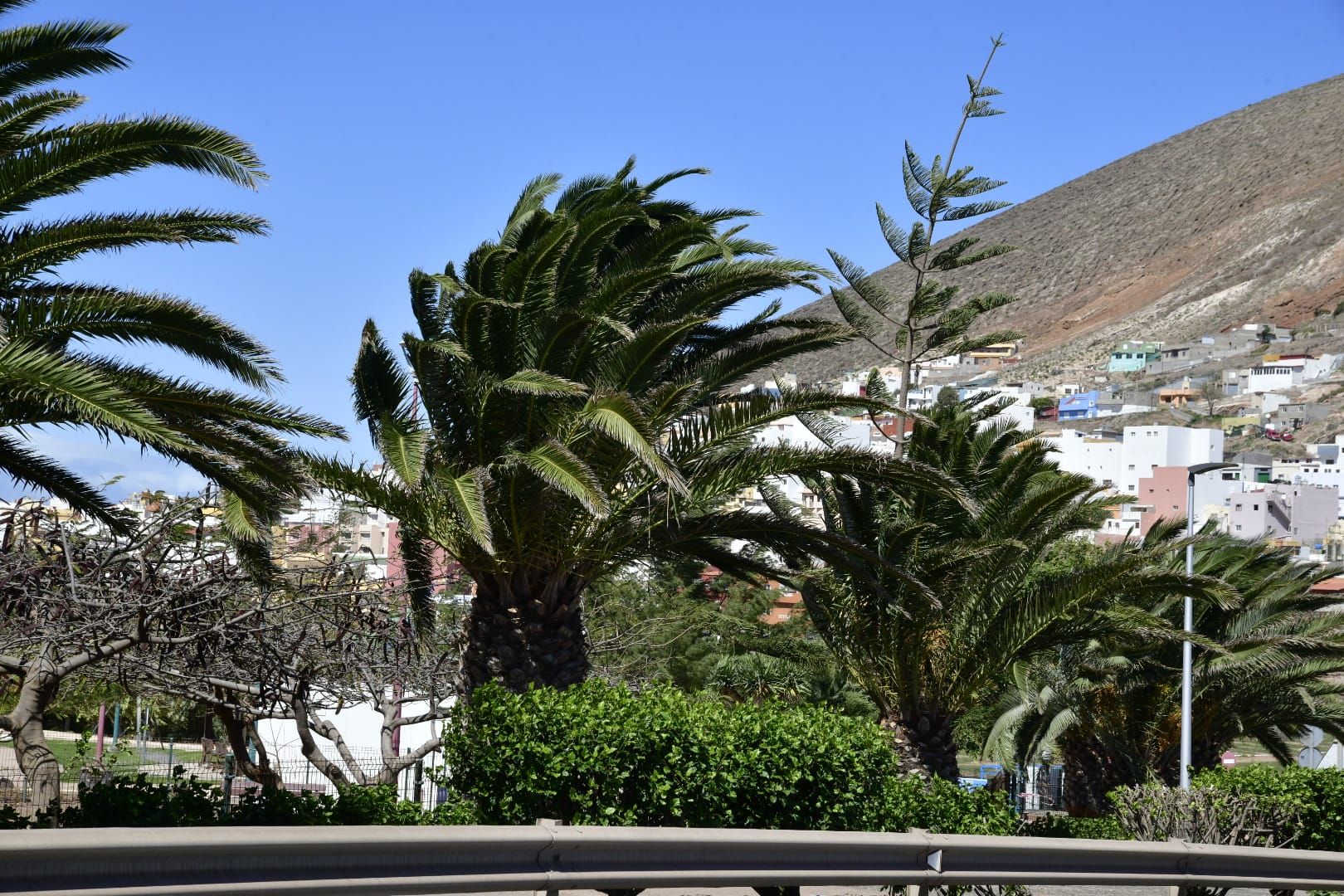 Las rachas de viento causan estragos en el norte de Gran Canaria