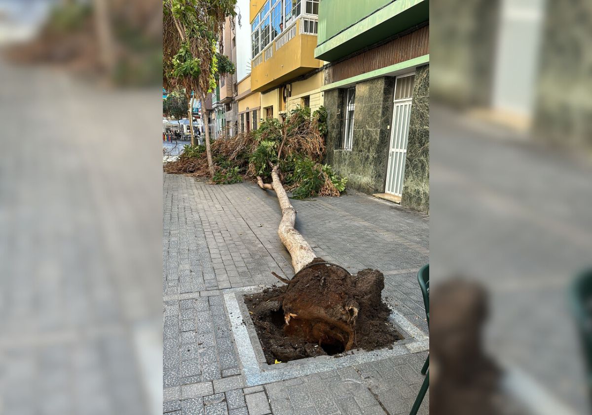 Las rachas de viento causan estragos en el norte de Gran Canaria