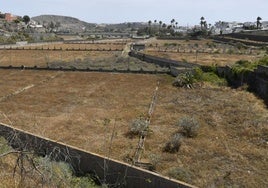 Cajasiete anuncia medidas de ayuda para los agricultores canarios afectados por la borrasca Nuria