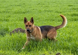 Imagen de archivo de un perro.