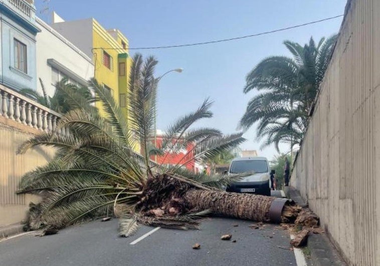 Imagen de una palmera caída a fines de 2024.