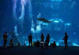 Imagen del Acuario Poema del Mar, en Las Palmas de Gran Canaria.