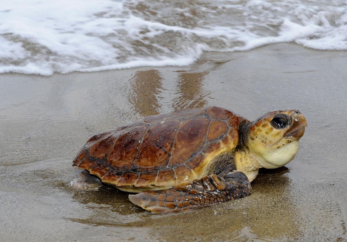 Tortugas liberadas en Fuerteventura tras ser rescatadas de redes y anzuelos