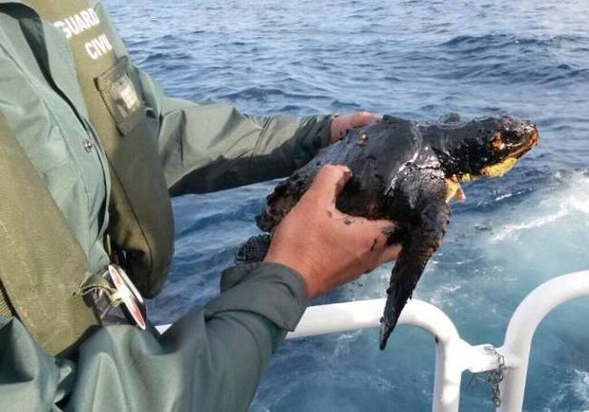 Un guardia civil sostiene una tortuga boba cubierta de piche del pesquero ruso.