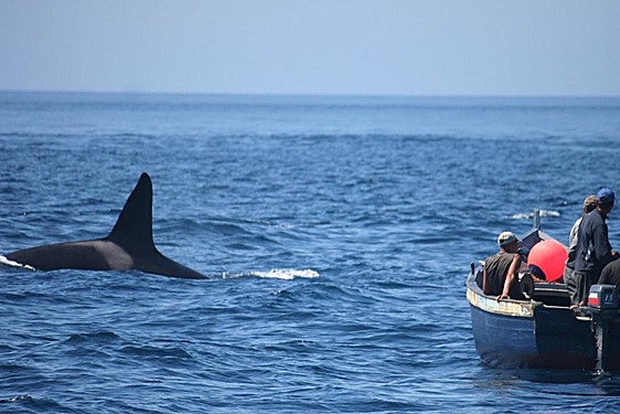 Loro Parque Fundación colabora en la campaña para proteger a las orcas del Estrecho de Gibraltar