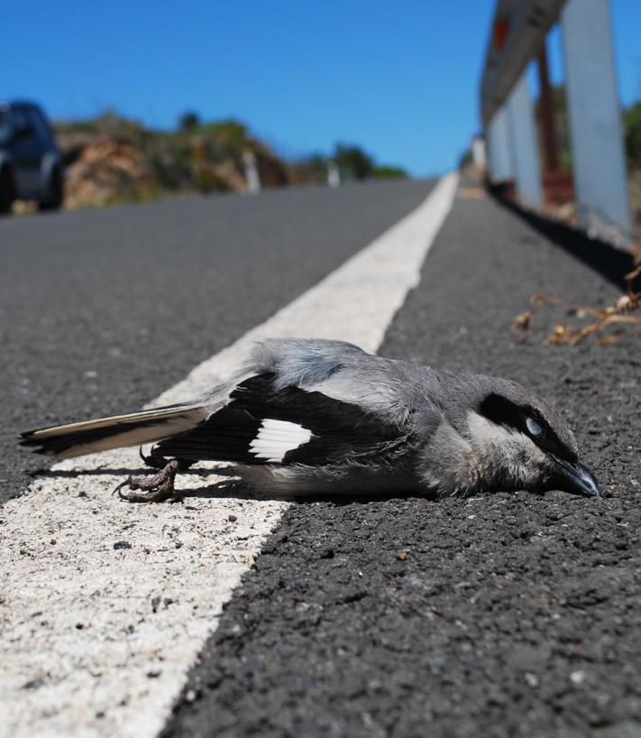 Imagen secundaria 2 - Varios ejemplares de aves muertos en carreteras del interior de Gran Canaria.