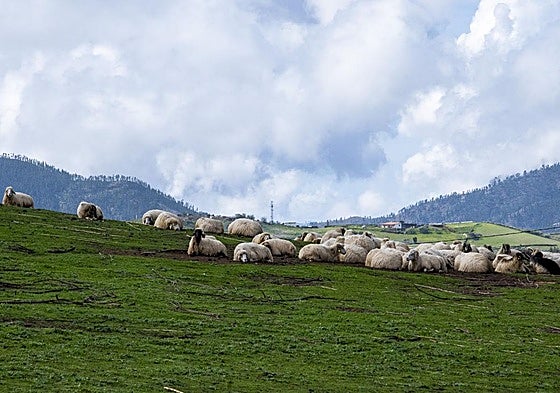 Ovejas pastando en la colina de Monte Pavón.