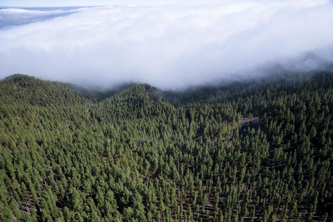 La primavera reverdece Gran Canaria