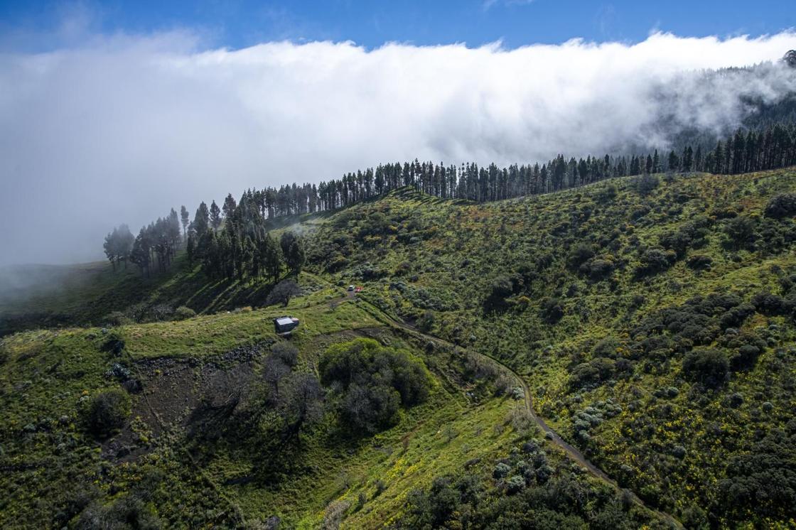 La primavera reverdece Gran Canaria