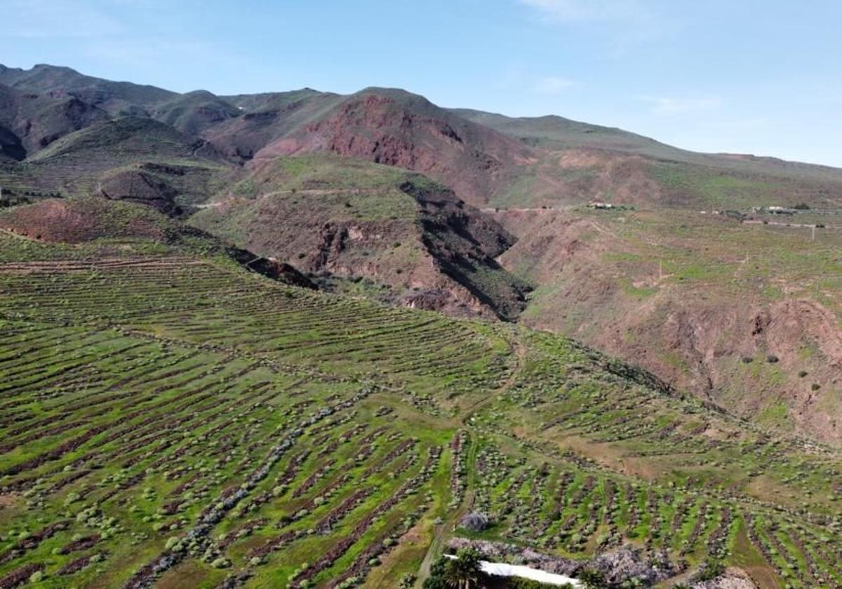 Una finca de 290.714 metros cuadrados en Agüimes, al banco de tierras