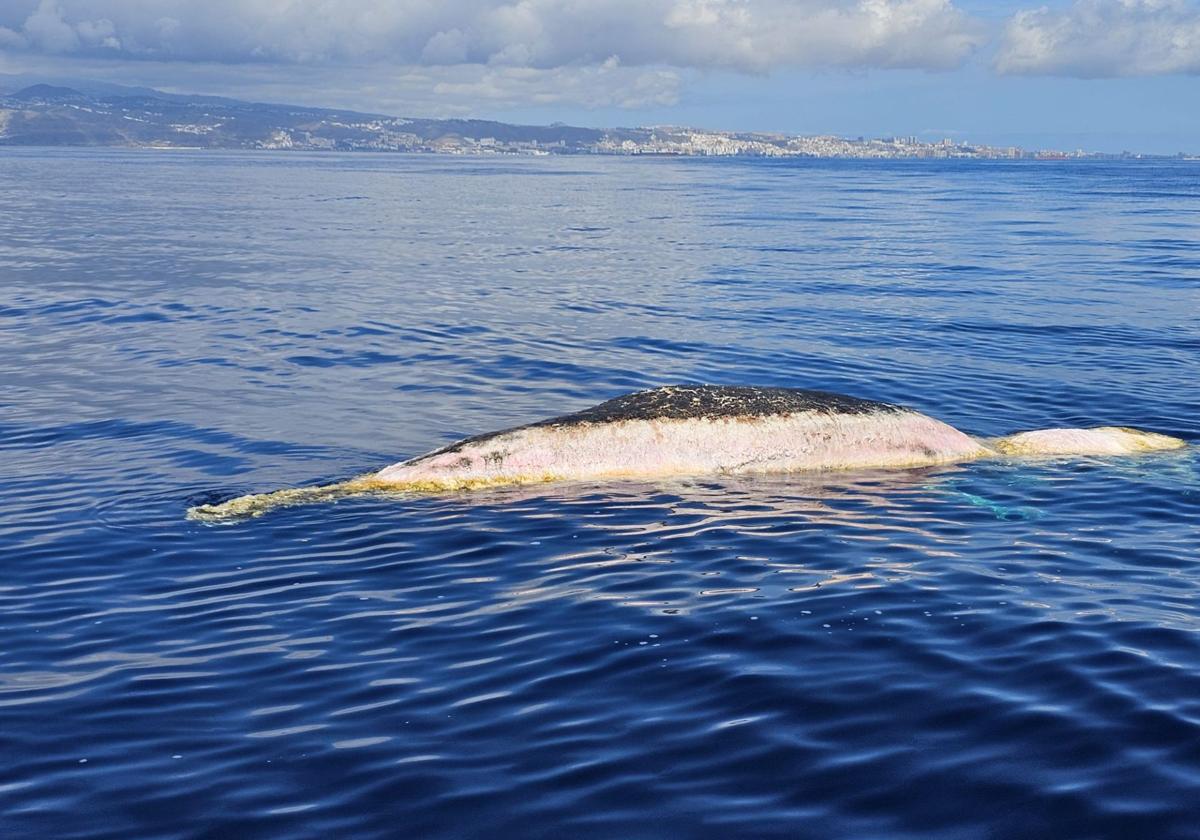 Otro cetáceo muerto en aguas de Las Palmas de Gran Canaria: un cachalote a la altura de Marzagán