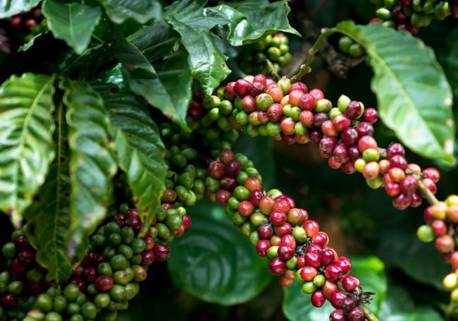 Semillas de café