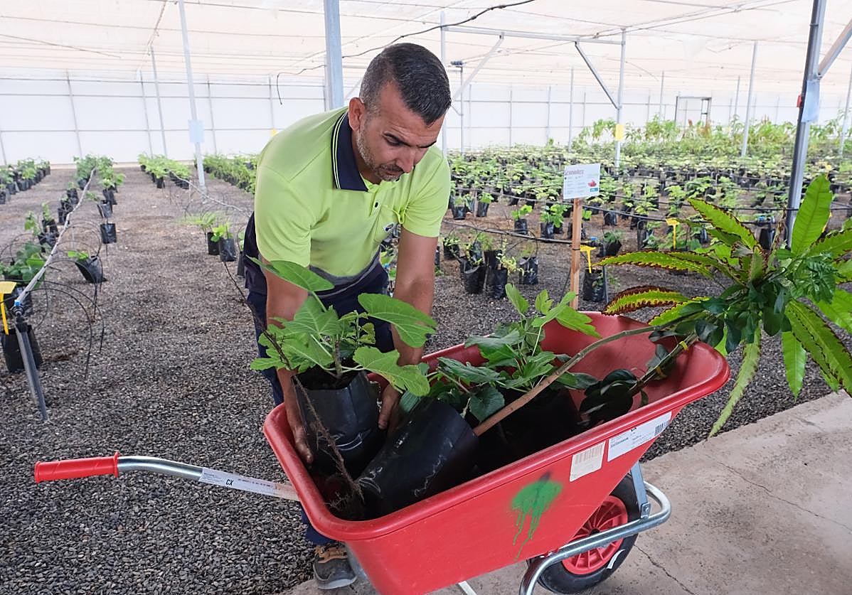 Un trabajador del vivero insular de Pozo Negro, en el municipio de Antigua, carga mangos e higueras durante la campaña de ventas de frutales de 2024.